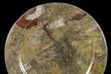 Fossil Orthoceras & Goniatite Round Plate - Stoneware #140072-1